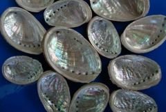 Морское ухо