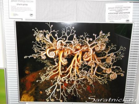 "Голова Горгоны". Работа Александра Аристархова, победившая в категории "Подводный мир".