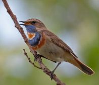 Варакушка - птица 2012 года